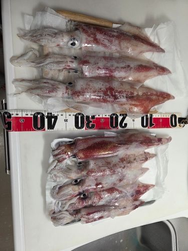 ケンサキイカの釣果