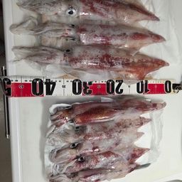 ケンサキイカ