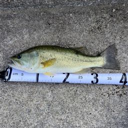 ラージマウスバス