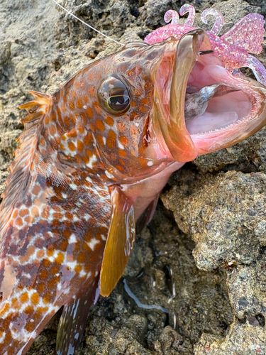 キジハタの釣果