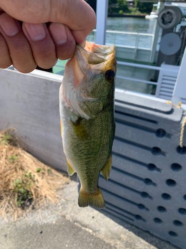 ブラックバスの釣果