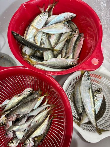 アジの釣果