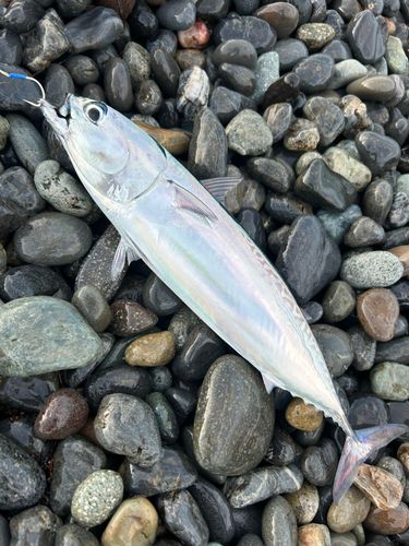 ソウダガツオの釣果