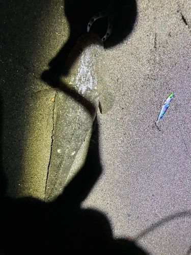マゴチの釣果