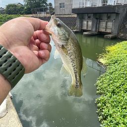 ブラックバス