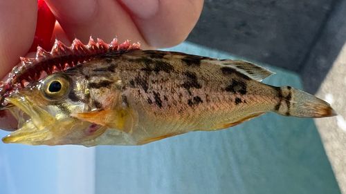 シマゾイの釣果