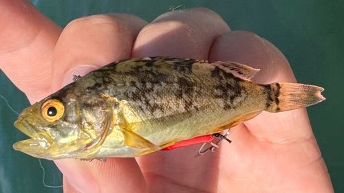 シマゾイの釣果