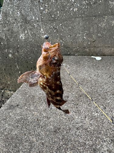 カサゴの釣果