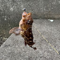 カサゴ