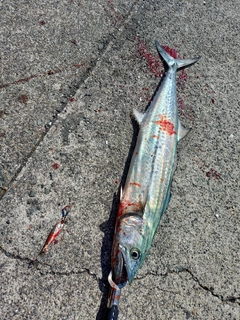 サゴシの釣果