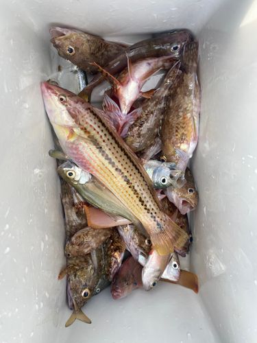 キュウセンの釣果