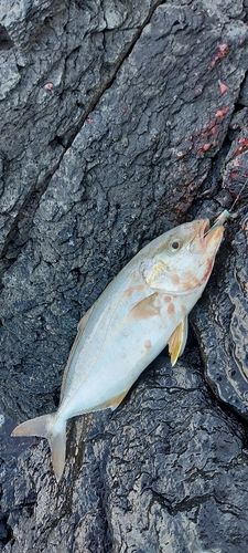 ネリゴの釣果