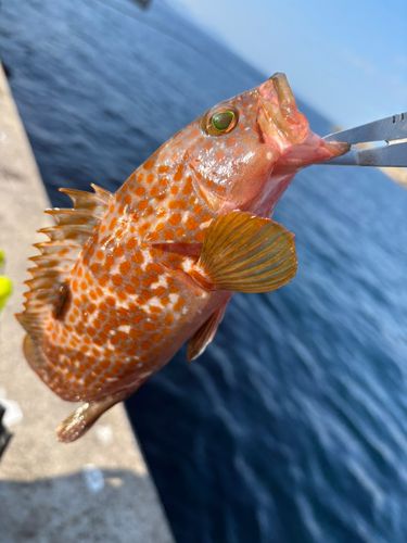 キジハタの釣果
