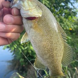 スモールマウスバス