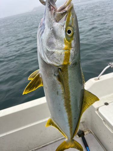 ヒラマサの釣果