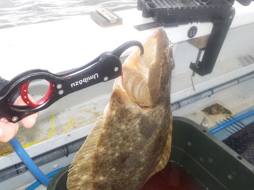 ヒラメの釣果