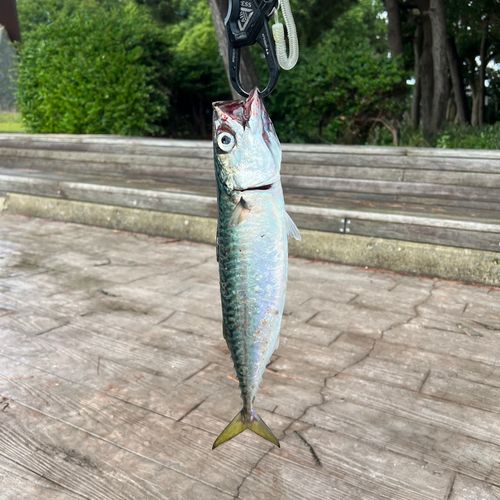 サバの釣果