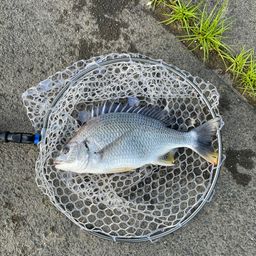 クロダイ