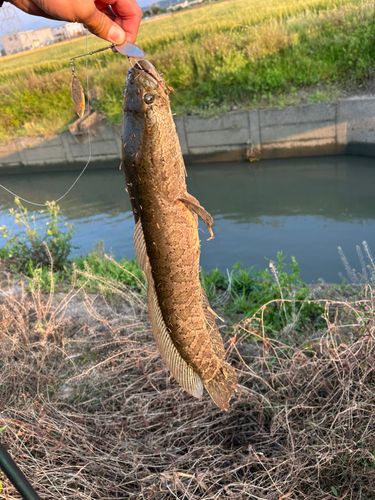 ライギョの釣果