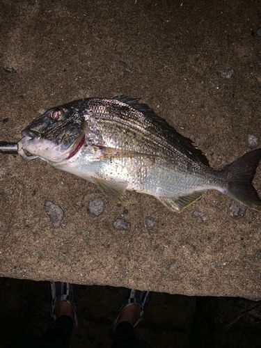 ヘダイの釣果