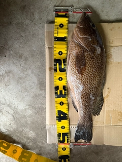 オオモンハタの釣果