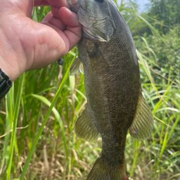 スモールマウスバス