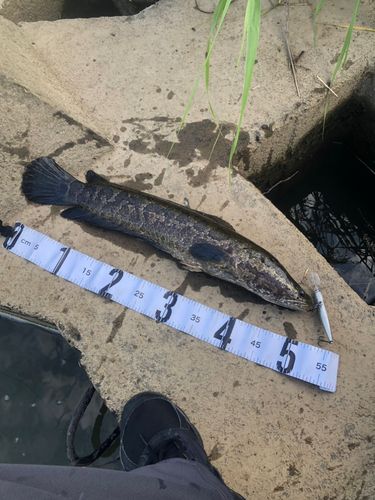 ライギョの釣果