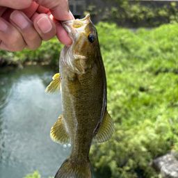 スモールマウスバス