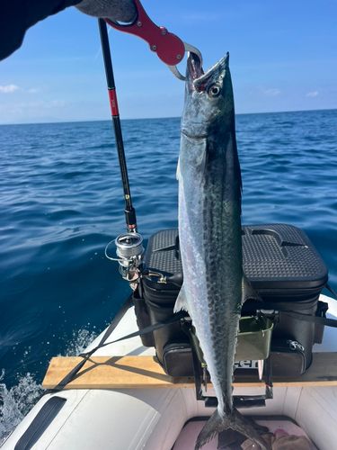 サワラの釣果