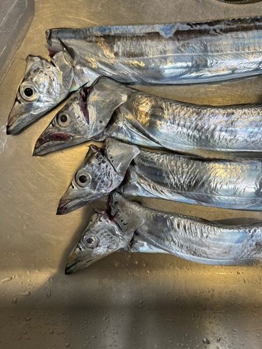 タチウオの釣果