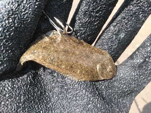 シタビラメの釣果