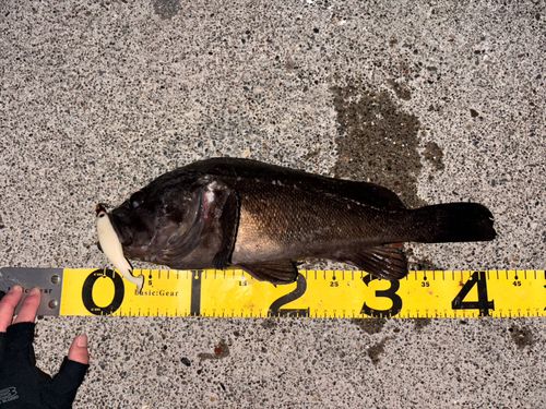 クロソイの釣果