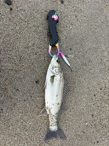 セイゴ（マルスズキ）の釣果