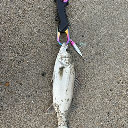 セイゴ（マルスズキ）