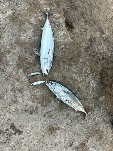 ソウダガツオの釣果