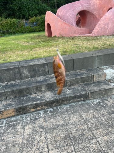 キジハタの釣果