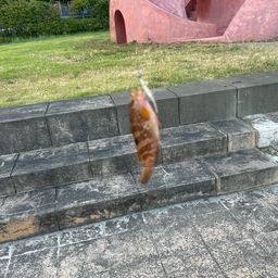 キジハタ