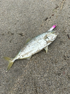 ワカシの釣果