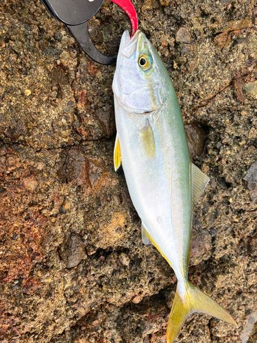 ヤズの釣果