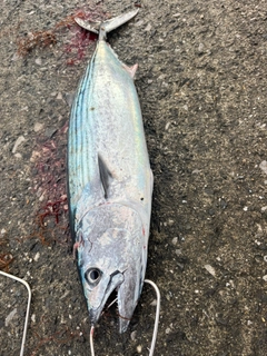ハガツオの釣果
