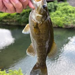 スモールマウスバス