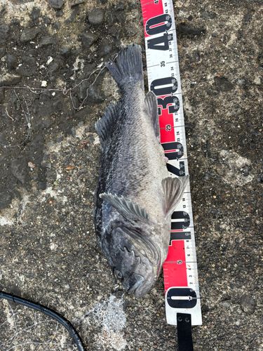 ソイの釣果
