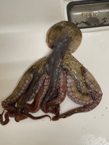 タコの釣果