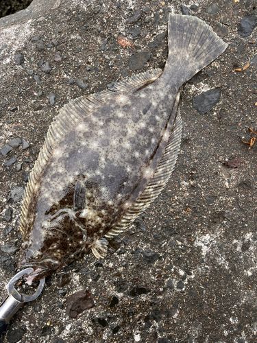 ヒラメの釣果