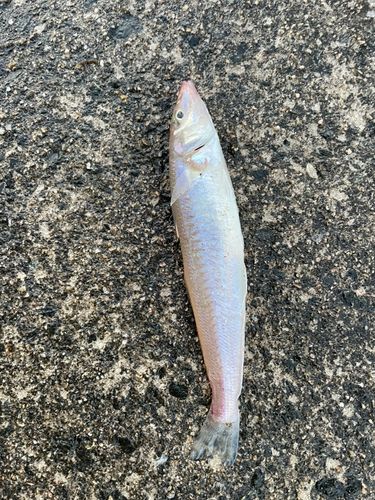 シロギスの釣果