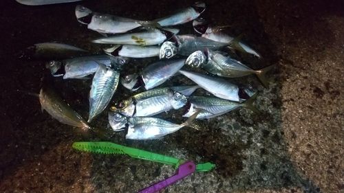 マアジの釣果
