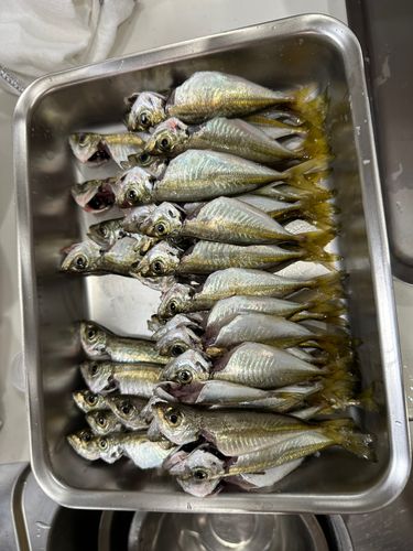 マアジの釣果