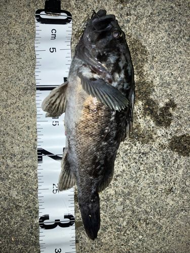クロソイの釣果