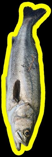 スズキの釣果
