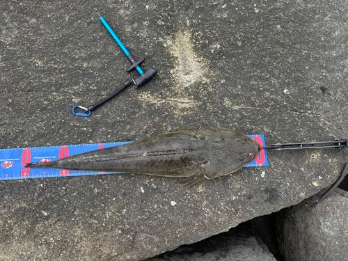 マゴチの釣果